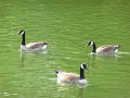 Geese (4)